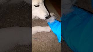 HOW Does My Husky REACT to Her OWN Plucked FUR AGAIN  Shorts [upl. by Casilda]