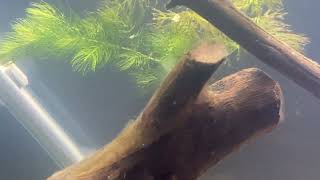 101424 Fry in Da Hornwort [upl. by Tugman]