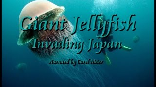 Giant Jellyfish Invading Japan [upl. by Sutsuj]