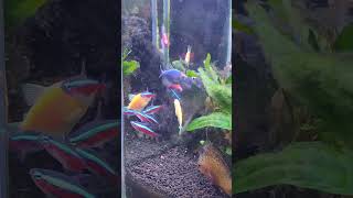 Algae aquascape aquarium plantedtank glofish cardinal tetrafish aquascapeaquarium hobi [upl. by Ash]