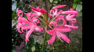 How we grow Nerines for big autumn fall blooms [upl. by Mandy]