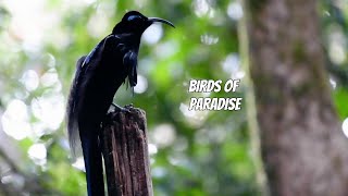 BIRDS OF PARADISE FAMILY BLACK SICKLEBILL Epimachus fastosus [upl. by Lalittah762]