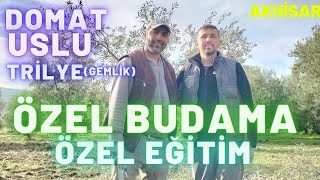 Zeytin Ağacı BudamaDomat Zeytini BudamaUslu Zeytin Ağacı BudamaGemlikTrilye Ağacı Budama [upl. by Zemaj]