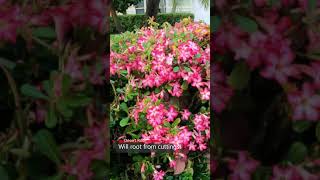 Check out this beautiful Adenium obesum Desert Rose plant covered in flowers [upl. by Airdna]