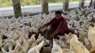 Pakistan Poultry Farm  Pakistan Production  Pakistan farming  part 50 [upl. by Edlin]