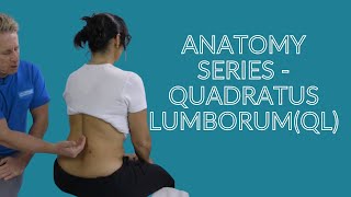 Anatomy amp Function of the Quadratus Lumborum QL Muscle [upl. by Jacquie]