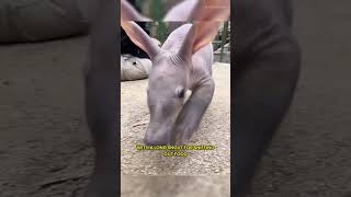 The Aardvark Africas Ultimate Insectivore [upl. by Nodab845]