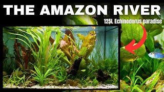 Amazon Inspired Echinodorus Only Aquarium Step by Step Aquascape Tutorial [upl. by Ynnot]