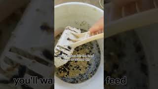 How to Ferment Feed P2 and save money short shortviral quails chickens [upl. by Enida]