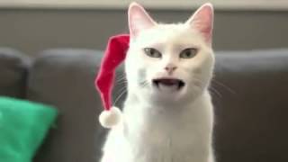 Katze singt Weihnachtslieder [upl. by Dahsra]