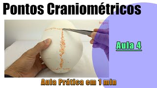 Pontos Craniométricos  Parte 4  Prática  Anatomia Humana [upl. by Arrac]