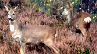 Reeën op de Brunssummerheide 1 [upl. by Mylor]