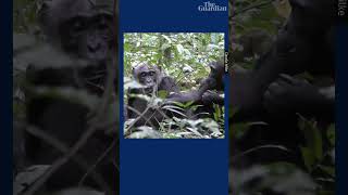 Wild chimpanzee holds out leaf for mother to see [upl. by Neelhtakyram]