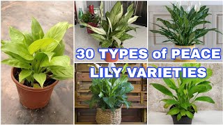 30 Best Types of Peace Lily  Spathiphyllum Varieties [upl. by Aileek483]