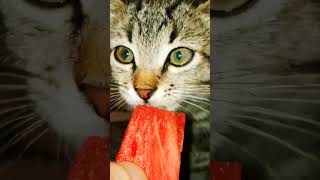 cat kitten cute cutecat pets meow catlover милый funny [upl. by Baram790]