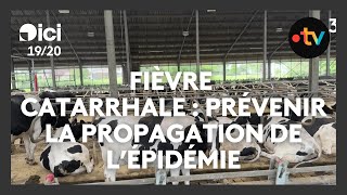 Prévenir la propagation de la fièvre catarrhale dans le Nord [upl. by Romaine]