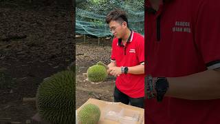 Popular Durian Unboxing Mater in Malacca Malaysia  Fruit Cutting Skills [upl. by Geralda]