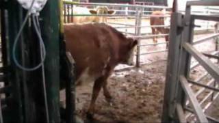 Cattle Handling System at Auchterless [upl. by Ailaro987]