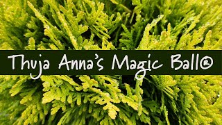 Thuja Annas Magic Ball® at Prides Corner Farms [upl. by Xenia680]