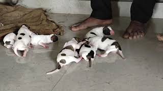 karvani greyhound Dogs new puppies real karvan 100 Phone no 7678051655 Solapur madha [upl. by Araet424]