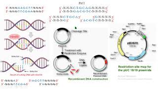 enzimas restricción plásmido DNA recombinante biología molecular biology [upl. by Saidee]