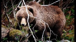 AlaskaGlacier Bay Wildlife May2011 [upl. by Eimiaj]