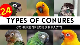 Types Of Conures  Conure Mutations amp Colours  Conure Parrot Top Varieties [upl. by Ahmed902]