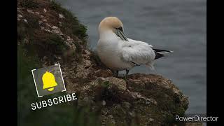 WILD LIFE AT RSPB BEMPTON CLIFFS nature seabirds [upl. by Rozanna]