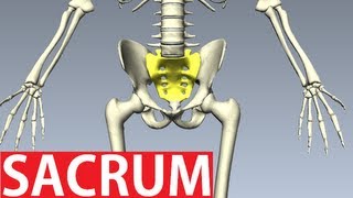 Sacrum Anatomy  Pelvic Anatomy [upl. by Pinto980]