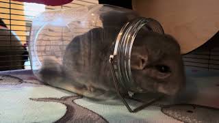 Chinchilla Dust Bath Felix gets a new jar [upl. by Arihppas]