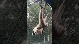 WHITE HANDED GIBBON [upl. by Legir]