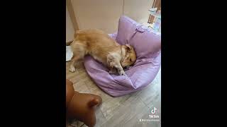 Why the Tofu Sofa is the World’s Best Furniture… for Dogs funny puppy [upl. by Brendis]