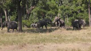 Tuskers fight in Masai Mara Kenya [upl. by Ailegra561]