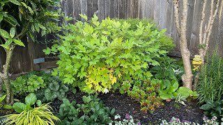 Bleeding Hearts Dicentra  After Bloom Cut Back 4K July 2 [upl. by Oznole693]