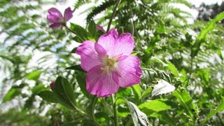 Great willow herb Flowers [upl. by Ramona469]