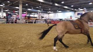 Liberty Rijden Kenzi Dysli Equitana 2022 stallion omega pad [upl. by Fanchon681]