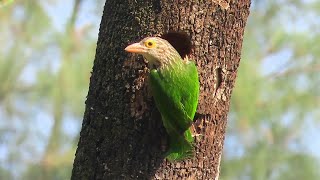 Lineated Barbet Builds A Home [upl. by Howie719]