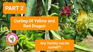 Curling the bracts of Dragon fruit PART 2 update [upl. by Iramat]