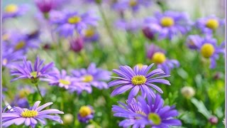 Hanging baskets flowers  Brachycome iberidifolia Swan River Daisy брахикоме [upl. by Comethuauc]