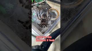 Acanthoscurria geniculata molting tarantula tarantulas tarantulakeeper tarantulakeepers [upl. by Fiden]