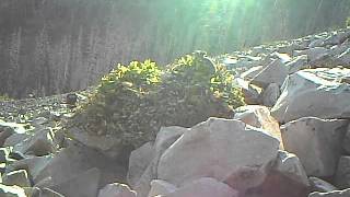 American pika Ochotona princeps adds plants to its overwinter cache [upl. by Gaudet398]