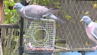 Pigeons defeated by bird feeder cage [upl. by Evannia]