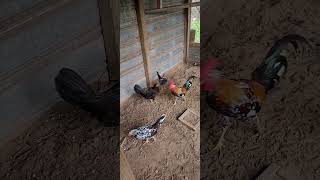 spangledgamefowl pets gamefowlchickenfarm gamefowl fowl chicks chicken poultry [upl. by Ahearn389]