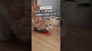 3 tödliche amp giftige Lebensmittel für Katzen Part 3 Das dürfen Katzen nicht fressen katzenwissen [upl. by Atsirt]