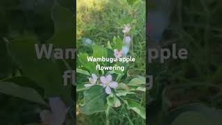 Wambugu apple flowering in Uganda [upl. by Yvi]