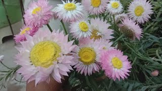 How to grow and care Acroclinium flower plant in winterbest hanging basket flowering plant inwinter [upl. by Lough]