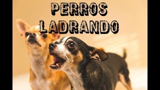 10 PERROS LADRANDO FUERTE 🐩 PERROS cachorro LADRANDO🐶 PERRO LADRANDO FUERTE [upl. by Lizette]