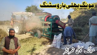 mong phalli session harvesting mong phalli Muslim village life  village vlog [upl. by Irby]