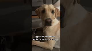 sounds that make dogs go crazy dog [upl. by Eiclehc522]