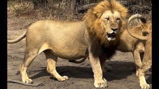 Massive Beast Plains Camp Male Lion his Ximungwe Pride  23 September 2024 [upl. by Oxley]